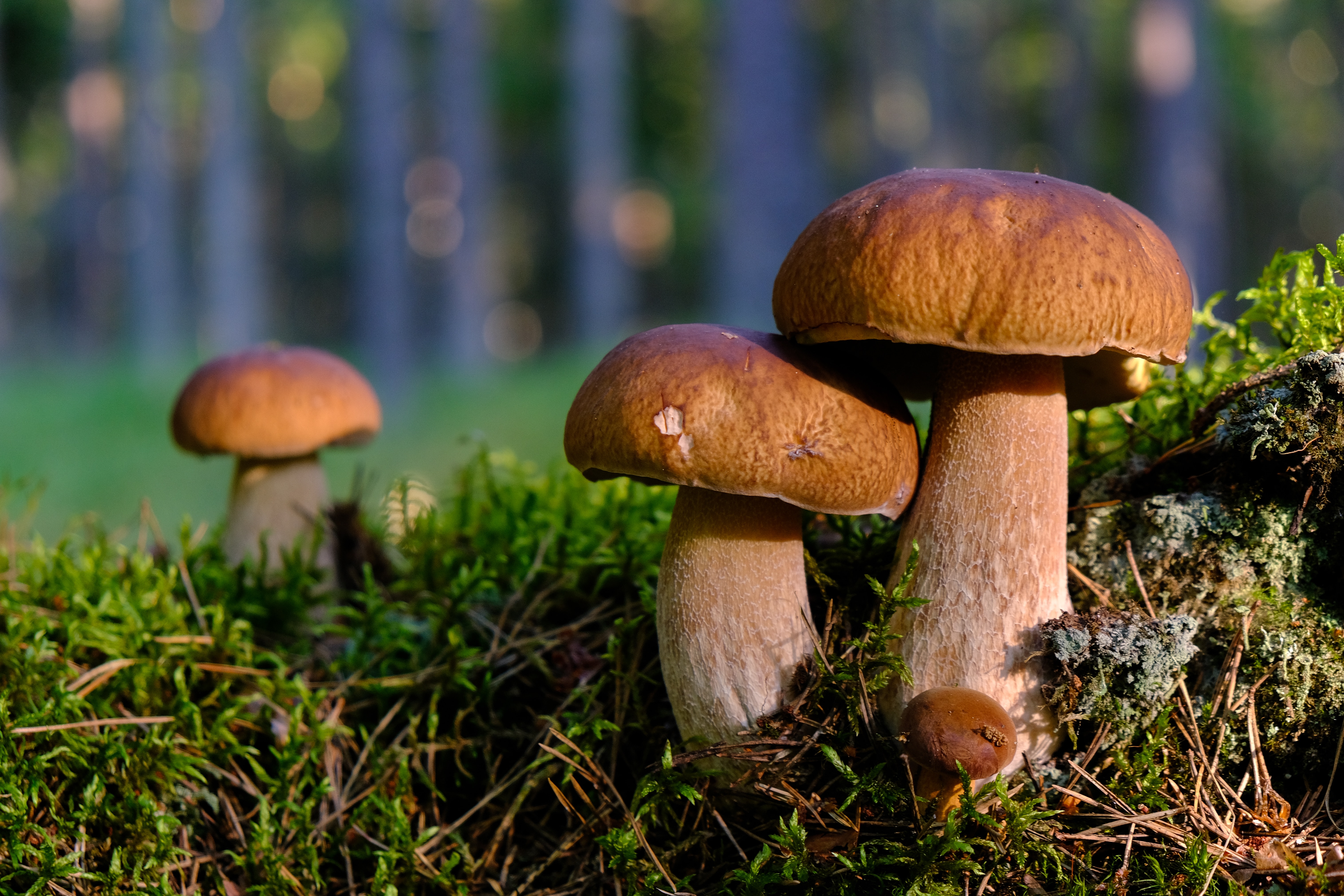 mushroom supplements for brain